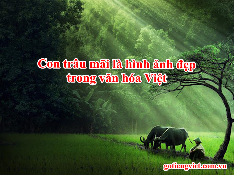 Con trâu mãi là hình ảnh đẹp trong văn hóa Việt